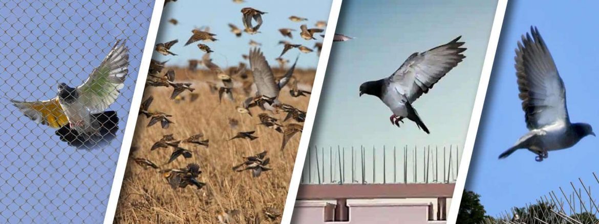 Essential Bird Pest Control Products in Melbourne